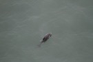 Missing Picture